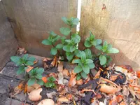 carnaval, jardin 172.webp