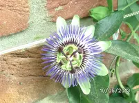 Blüte.webp