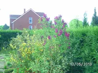 Flieder.webp