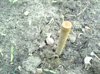 Bohnen.webp