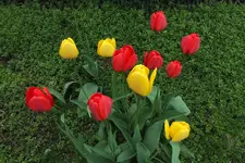 2013_0508Frühling0015.webp