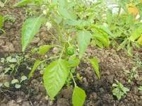 carnaval, jardin 119.webp