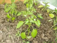 carnaval, jardin 122.webp