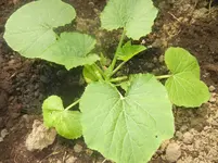 carnaval, jardin 105.webp