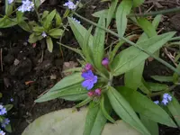 Unbekannt1 10.5.2013.webp