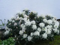 Rhododendron 9.5.2013.webp