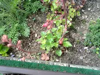 purpurglöckchen.webp