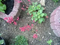 purpurglöckchen (2).webp