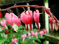 Tränendes Herz_4010.webp