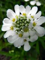 Seifenkraut_4098.webp