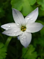 Frühlingssternblume_4326.webp