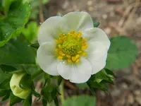 Erdbeeren_4359.webp