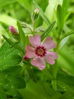 Unkraut_4327.webp
