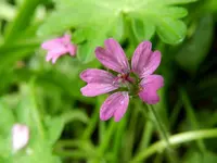 Wilder Storchenschnabel_4226.webp
