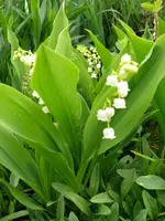 Blumen MAIGLÖCKCHEN NAH.webp