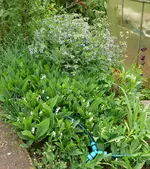 Blumen Maiglöckchen1.webp