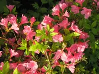 033.webp