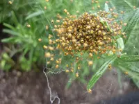 005.webp