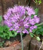 Blumen Zierlauch.webp