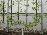 2013 042.webp