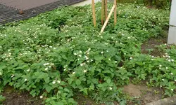 Moschuserdbeeren.webp