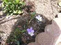 Hornveilchen Mai.webp
