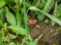 Weinbergschnecke.webp