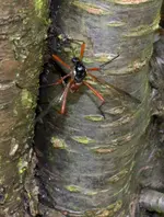 DSC_4466_Holzschnake_Tanyptera_atrata.webp