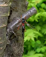 DSC_4471_Holzschnake_Tanyptera_atrata.webp
