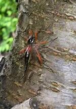 DSC_4476_Holzschnake_Tanyptera_atrata.webp