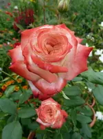 imperatrice farah .webp