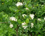 Apfelbeeren.webp