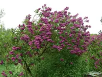 Blumen Flieder Nachbar.webp