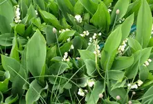 Blumen Maiglöckchen.webp