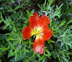 Blumen Tulpen im Lavendel.JPG