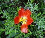 Blumen Tulpen im Lavendel.webp