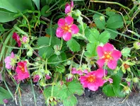 Blumen Ziererdbeeren.webp