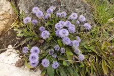 kugelblümchen.webp