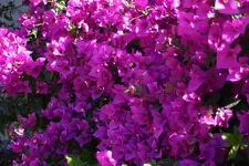 blume.webp