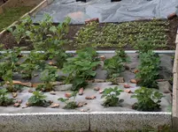 erdbeeren 001.webp