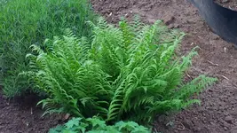 Gartenbild_1.webp