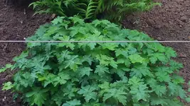 Gartenbild_2.webp