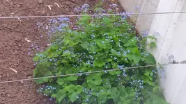 Gartenbild_3.webp