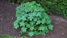 Gartenbild_4.webp