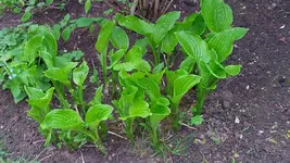 Gartenbild_5.webp