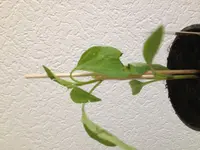 image.webp