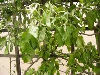 Apfel 11.5.2013.webp