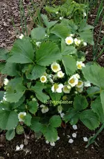 opsala erdbeeren2.webp