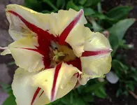 opsala tulpe.webp