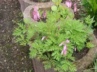 Kleines Herzchen 11.5.2013.webp